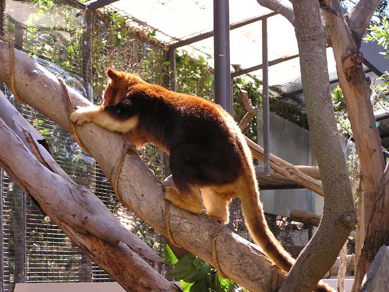 P8010154 - Tree kangaroo