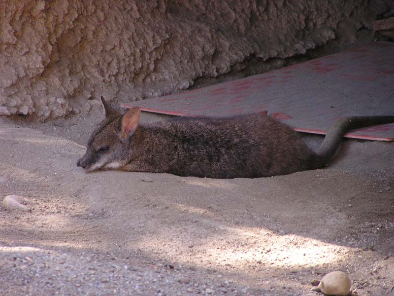 P8010155 - Some marsupial