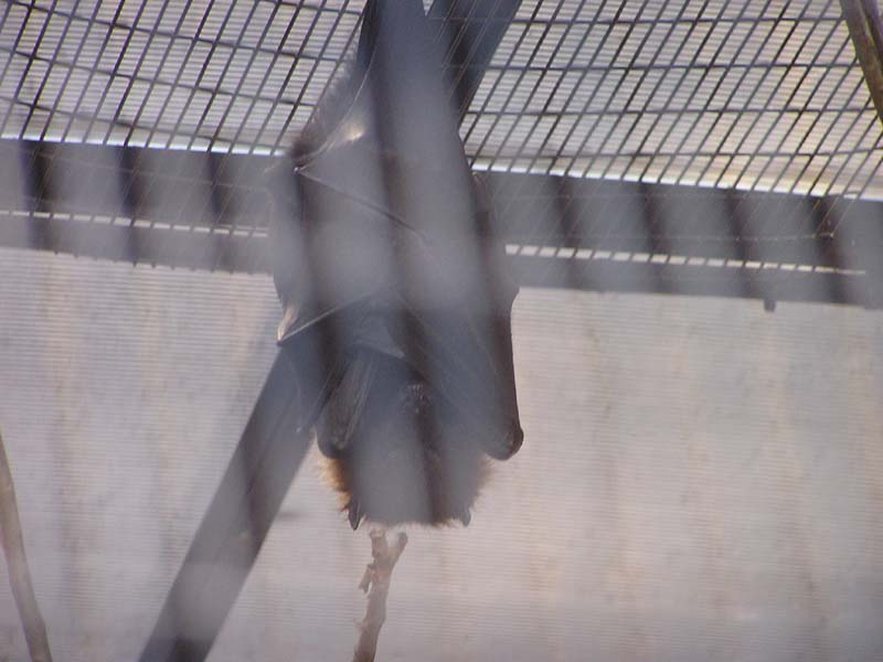 P8010156 - Fruit bat