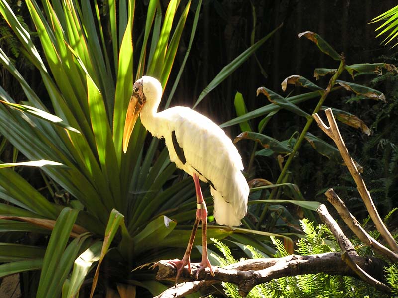 P8010157 - Some Bird
