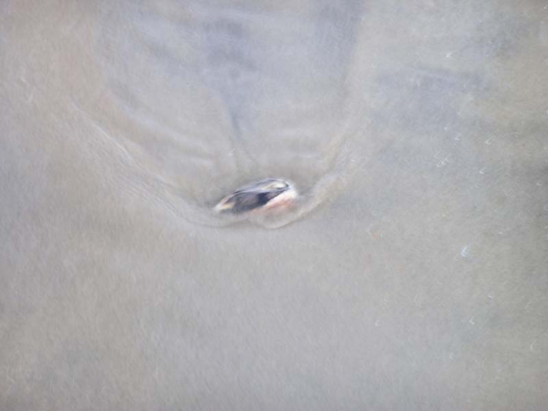 P8010175 - The clam burrowing