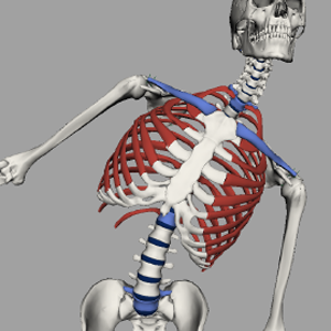 Joint Components