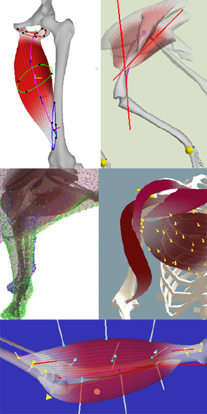 Muscle Models